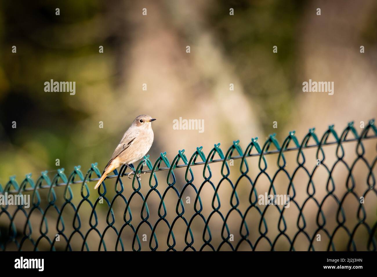 Primo piano di un Redstart nero, Fenicurus ocruros, in piedi su un filo verde di una recinzione Foto Stock