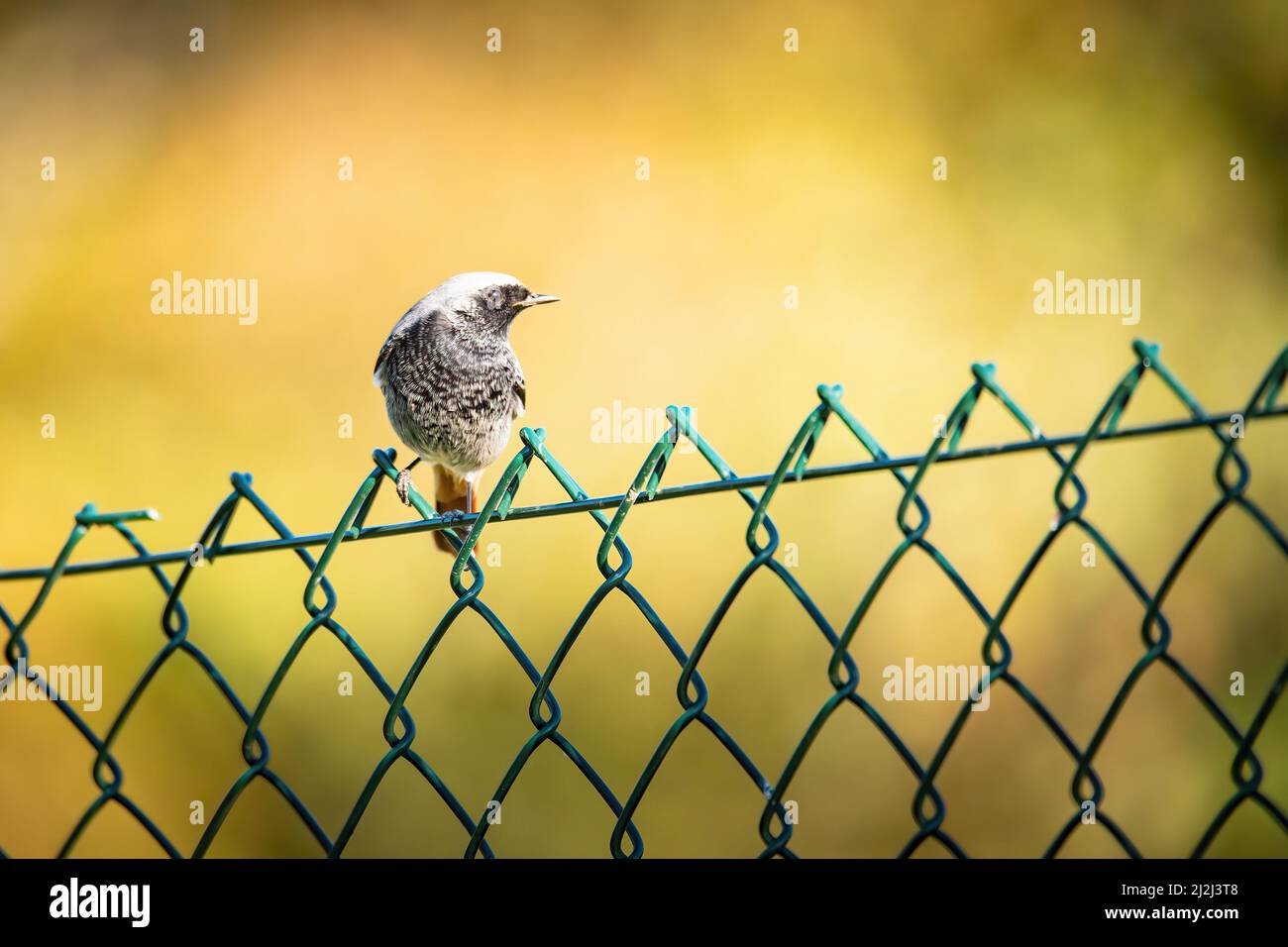 Primo piano di un Redstart nero (Fenicurus ocruros), su recinzione metallica con uno sfondo sfocato Foto Stock