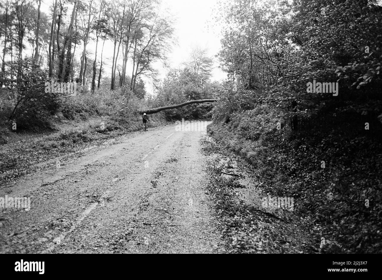 La Grande tempesta Ottobre 1987. Le nostre immagini mostra . . . – Storm Damage Whitchurch Hill, Oxfordshire, Inghilterra, 16th ottobre 1987. La Grande tempesta del 1987 avvenne nella notte del 15th e 16th ottobre 1987. Un sistema meteorologico insolitamente forte ha causato venti per colpire gran parte dell'Inghilterra meridionale e della Francia settentrionale. Fu la peggiore tempesta a colpire l'Inghilterra dalla Grande tempesta del 1703. Il danno è stato stimato a 7,3 miliardi di sterline inglesi; 23 miliardi di franchi francesi. Foto Stock