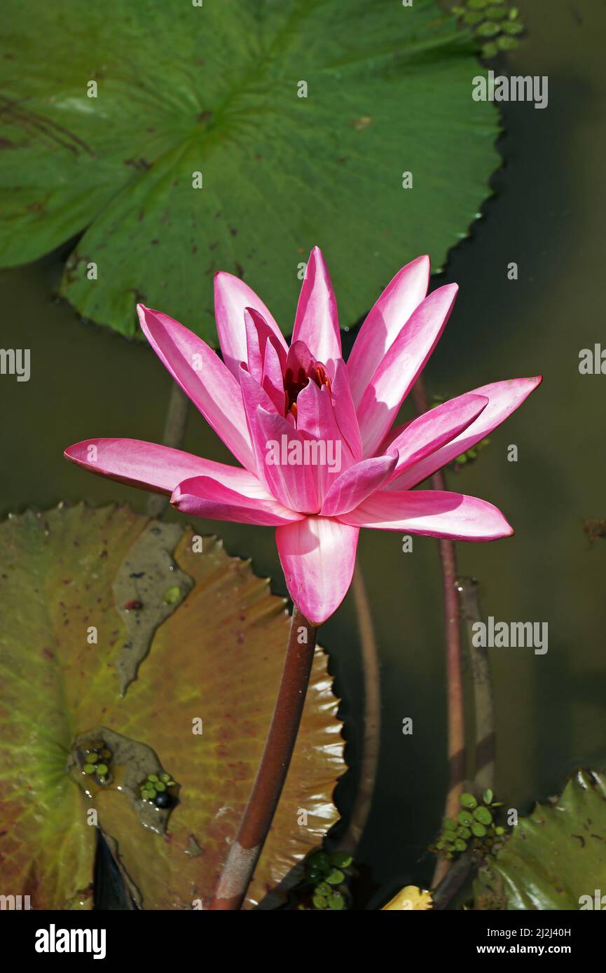 Giglio d'acqua rosa (Ninfea pubescens) sul lago Foto Stock