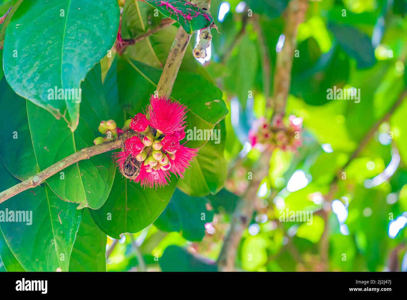 Il bel fiore rosa profondo di Malay mela rosa. Malaccense di Syzygium. Zanzibar, Tanzania Foto Stock