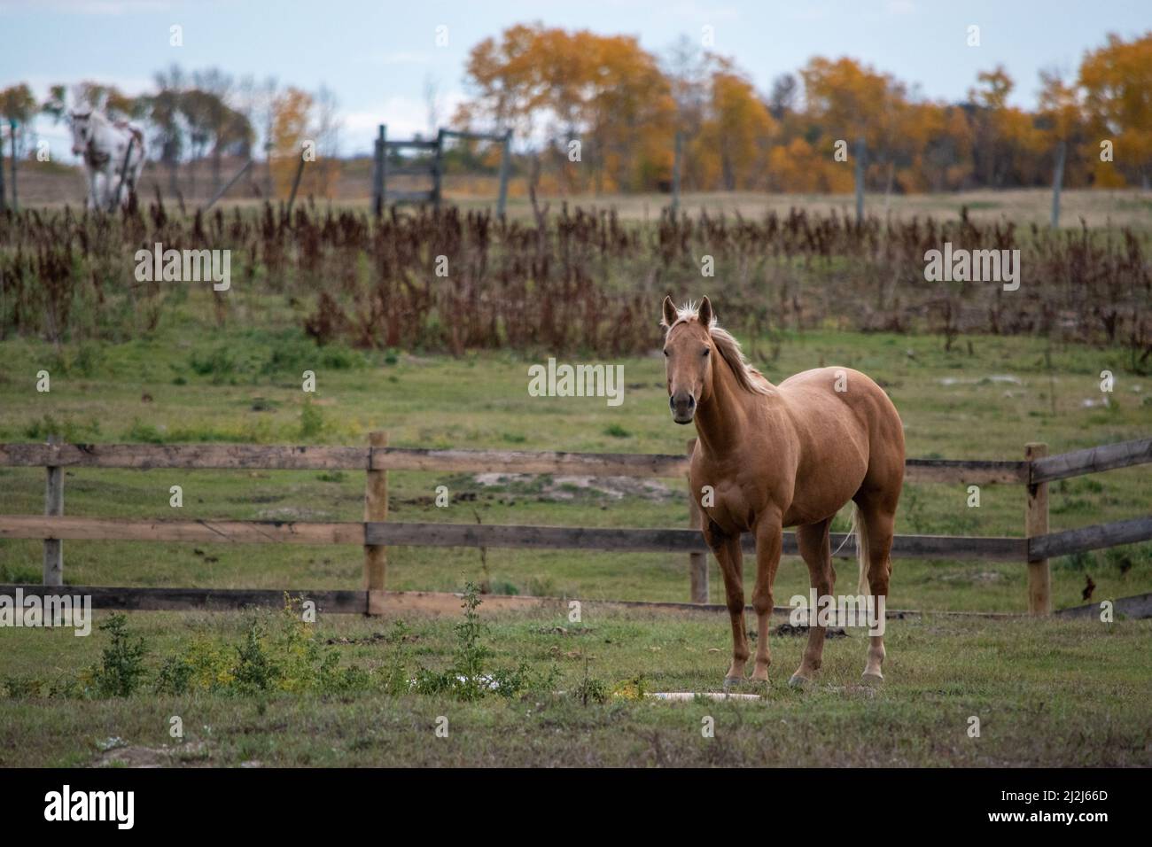 Cavallo fuori al pascolo in Saskatchewan rurale, Canada. Foto Stock
