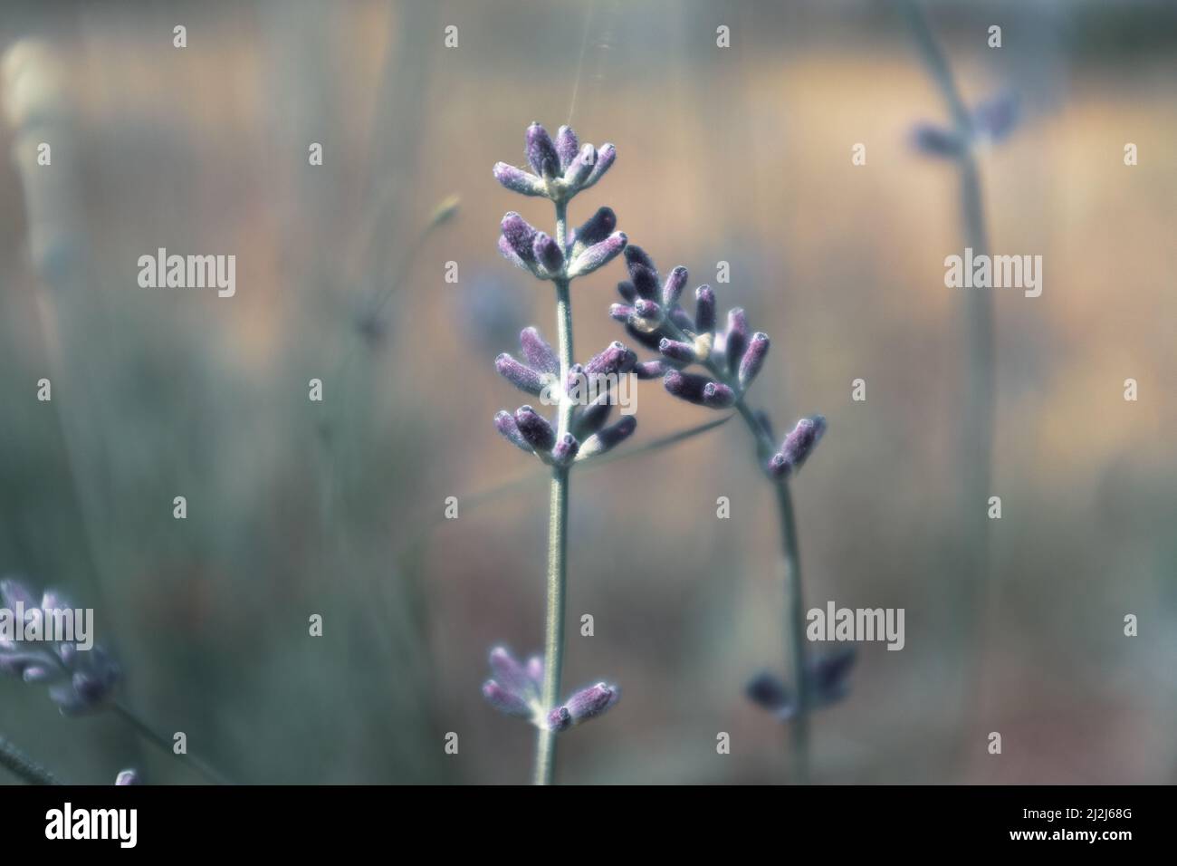 Due piante di gambi di fiori di lavanda su sfondo sfocato. Fiori di lavanda pianta su bello lilla sfondo astratto per la pubblicazione, il disegno Foto Stock