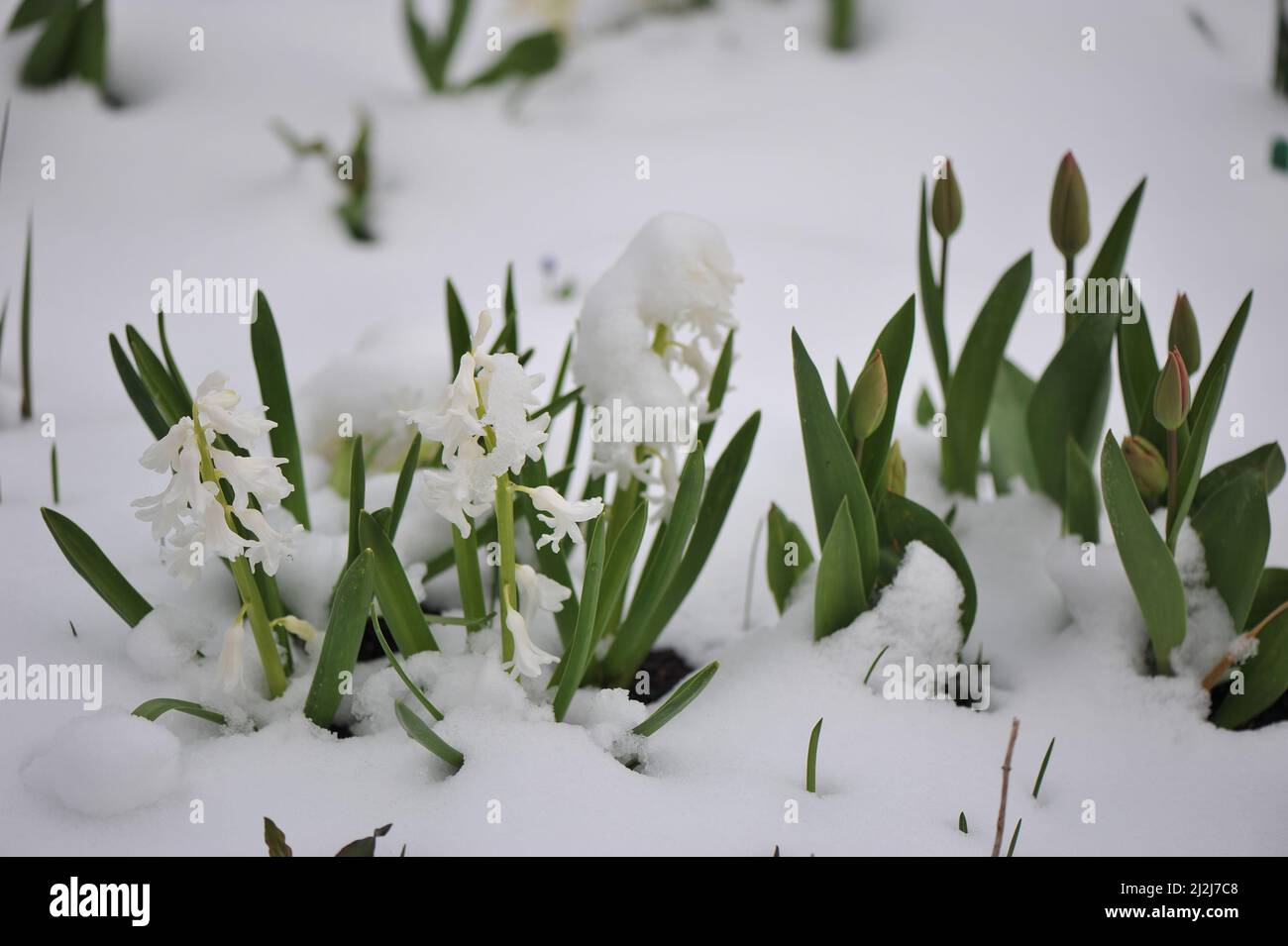 Wetter, Germania. 2nd Apr 2022. Tempo tedesco: Neve all'inizio di aprile in Nord Reno-Westfalia, Wetter, Germania credito: Sergey Kalyakin/Alamy Live News Foto Stock