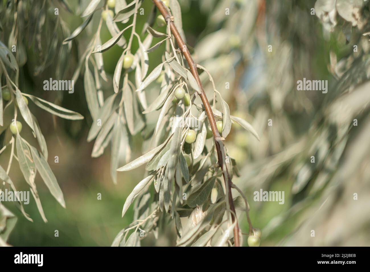 Strette foglie d'argento dell'Elaeagnus angustifolia o dell'olivo selvatico. Olive d'argento tra il fogliame d'argento, un mazzo di bacche dell'albero di Loch per un Foto Stock