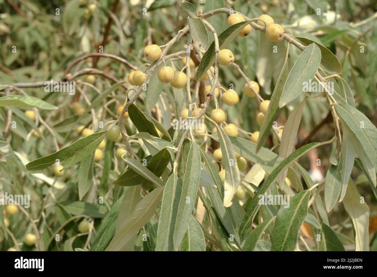 Olive tra il verde chiaro fogliame, un mazzo di bacche dell'albero di Loch. Foglie strette dell'Elaeagnus angustifolia o dell'olivo selvatico. Concetto di natura Foto Stock
