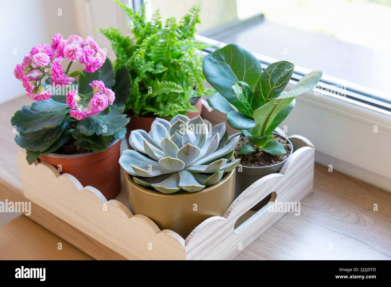 Home piante in vaso sul vassoio di legno sul davanzale. Succulente, nefrolepi, kalanchoe, ficus lirate in un piccolo vaso. Giardinaggio domestico, interno Foto Stock