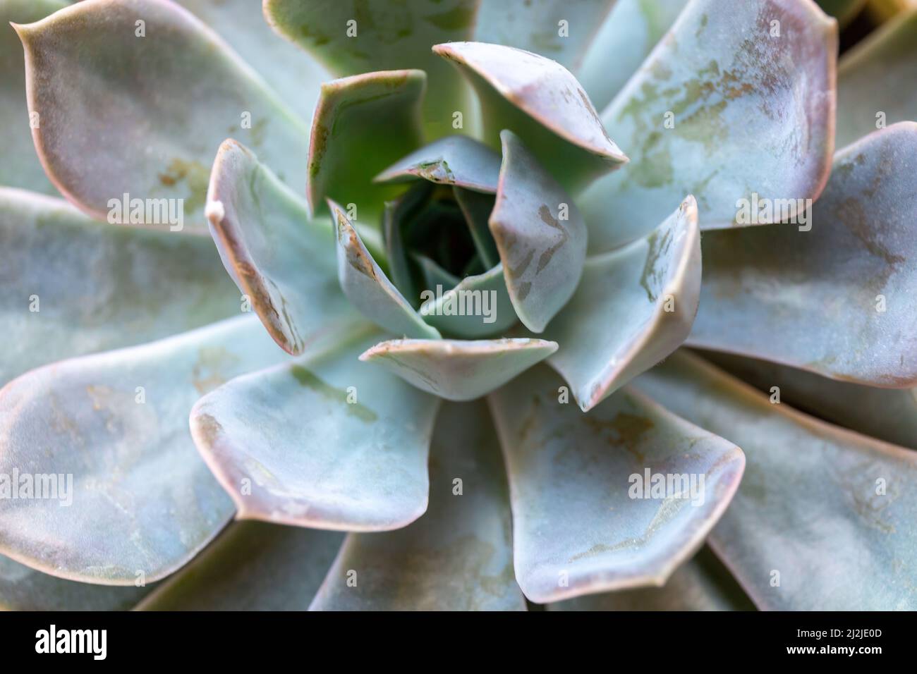 Primo piano di un cactus. Pianta succulenta verde in moderno vaso geometrico di calcestruzzo a casa. Concetto di giardinaggio domestico Foto Stock