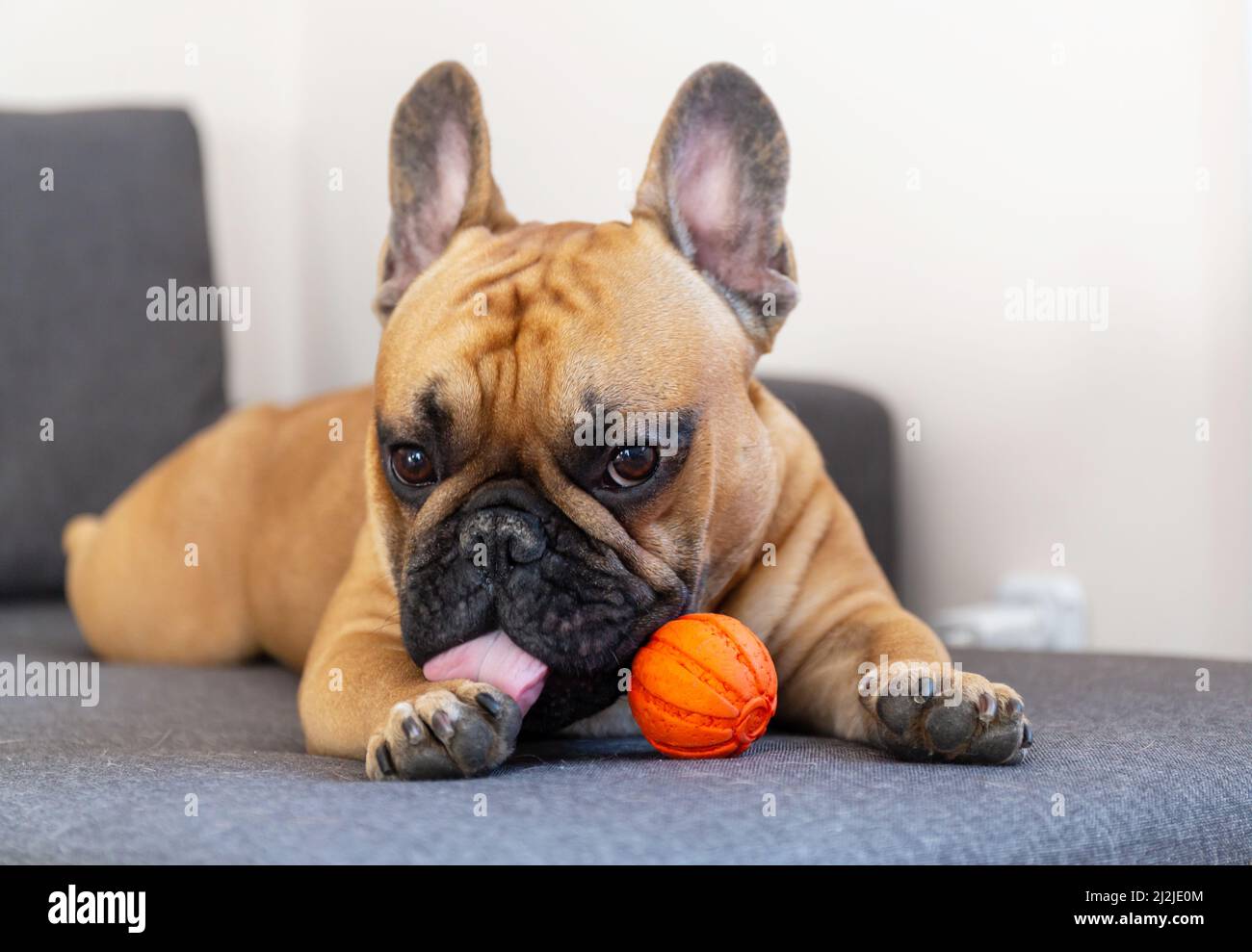 Cucciolo di cane da bulldog francese che gioca con giocattolo arancione sul divano a casa Foto Stock