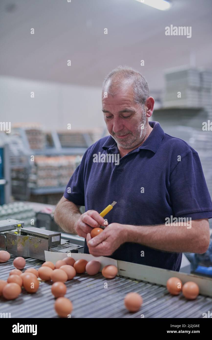 Un insieme interessante di abilità. Shot di un operaio maturo concentrato che smetta le uova di pollo su un nastro trasportatore all'interno di una fabbrica. Foto Stock