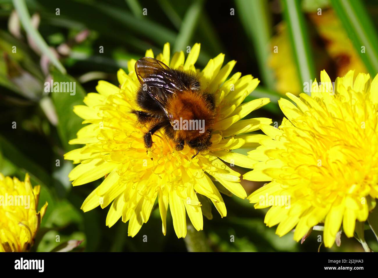 Ape di carda della regina comune (Bombus pascuorum), la famiglia Apidi sul fiore di Taraxacum officinale, dente di leone comune, la famiglia Asteraceae o Compositae. Foto Stock