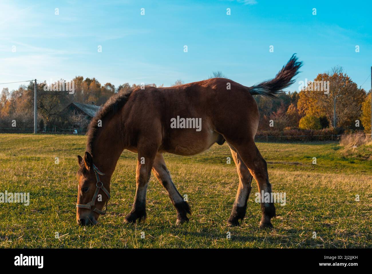 Un bel colpo di un cavallo delle Ardenne che mangia erba e si aggira la coda a Skarszewy, in Polonia Foto Stock