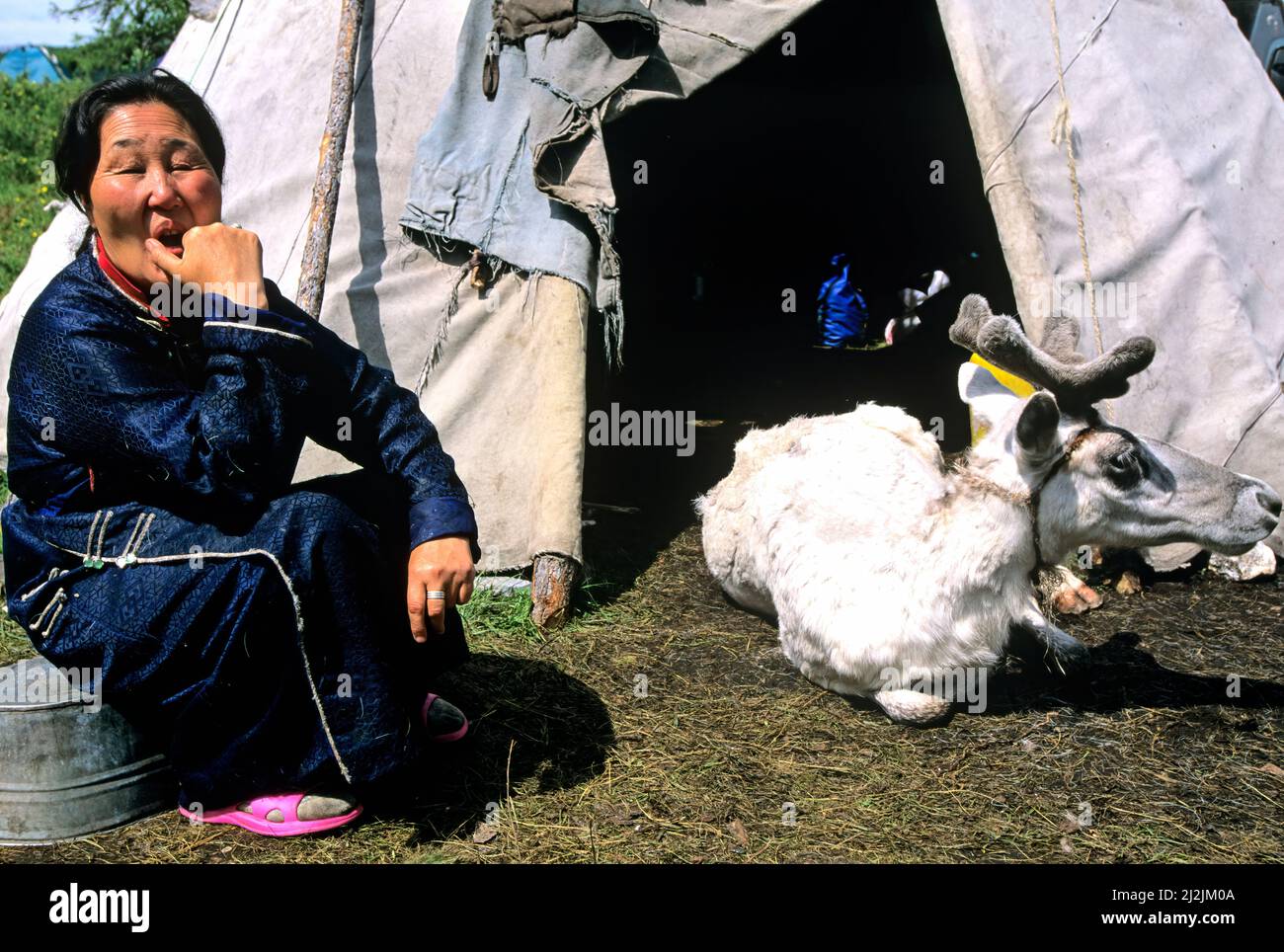 Mongolia. I Dukha (Tsaatan) sono una piccola cultura di mandrie di renne che vivono nel nord Khövsgöl Aimag della Mongolia. Foto Stock