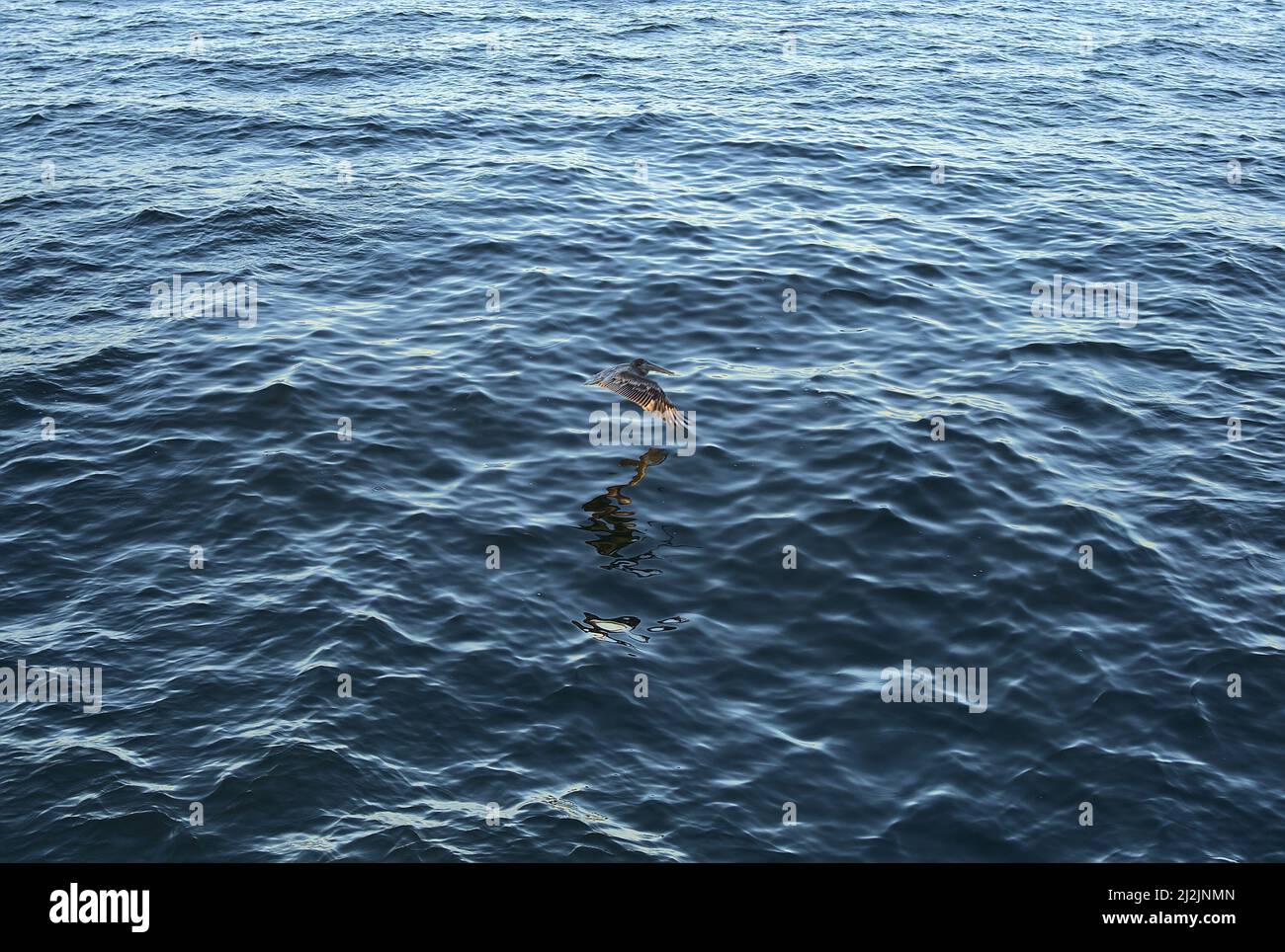 Un'immagine di paesaggio di un pellicano marrone alla ricerca di pesce all'alba nel Golfo del Messico vicino a Tampa Bay, Florida.. Foto Stock