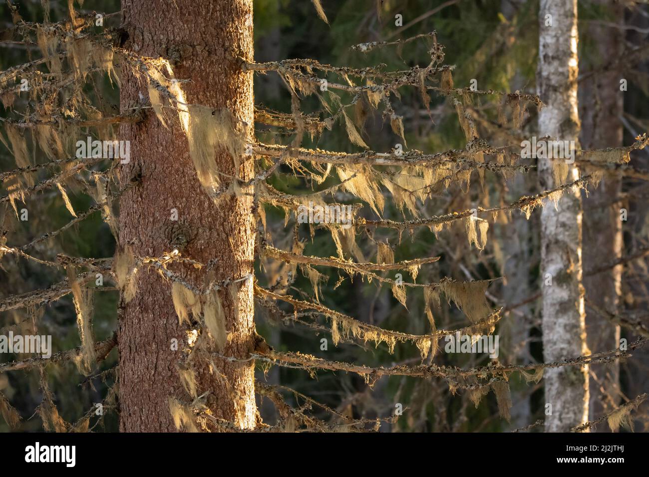Licheni di barba appesi fuori di un albero di abete rosso Foto Stock