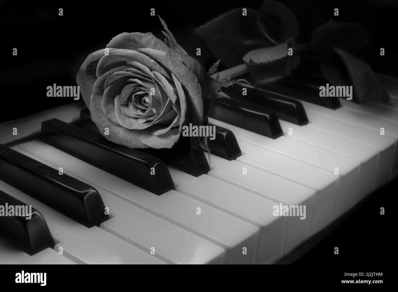 Fotografia in bianco e nero a vita fissa, rosa su una tastiera a piano Foto Stock