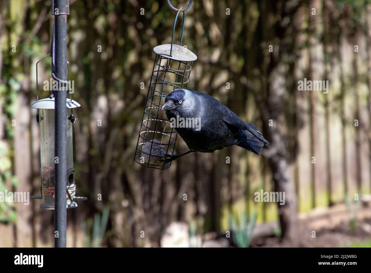 Jackdaw a Garden Bird feeder Foto Stock