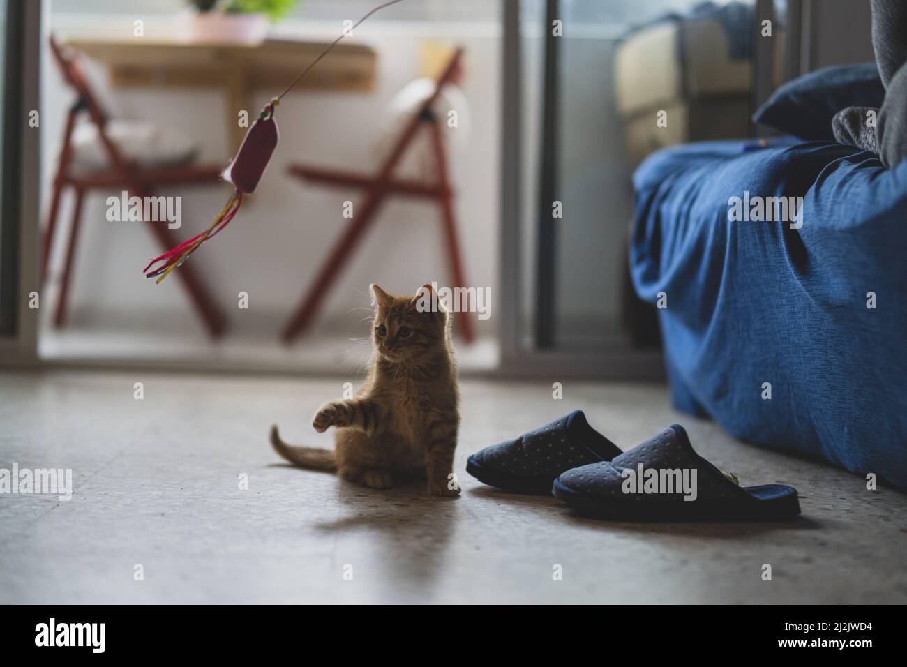 Un primo colpo del piccolo ginger kitty che gioca con un giocattolo nella stanza Foto Stock