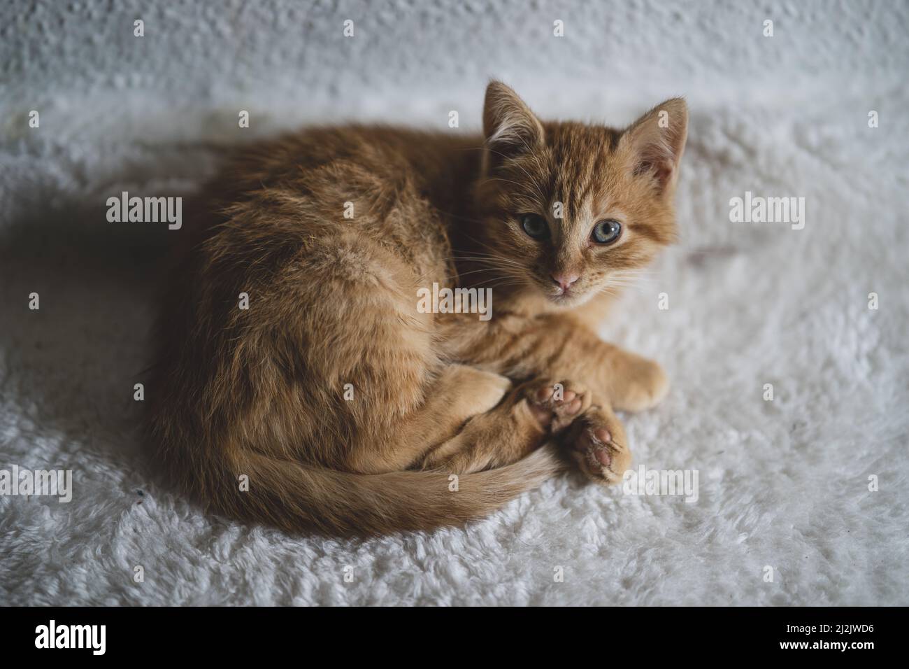 Un primo piano del piccolo gattino di zenzero che si posa sul morbido tappeto in camera Foto Stock