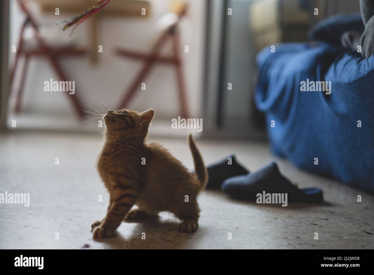 Un primo piano del piccolo ginger kitty che gioca nella stanza Foto Stock