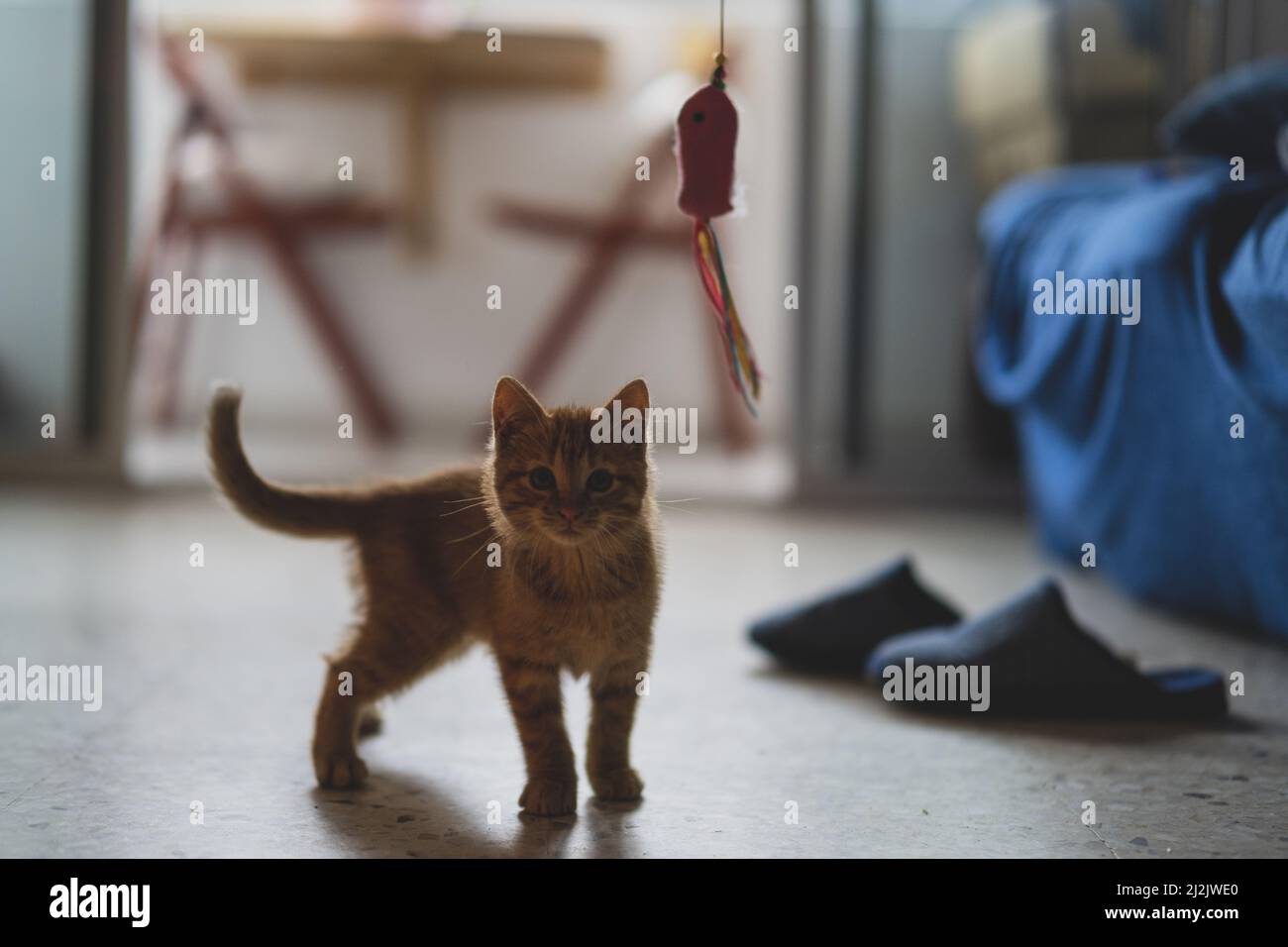 Un primo colpo del piccolo ginger kitty che gioca con un giocattolo nella stanza Foto Stock