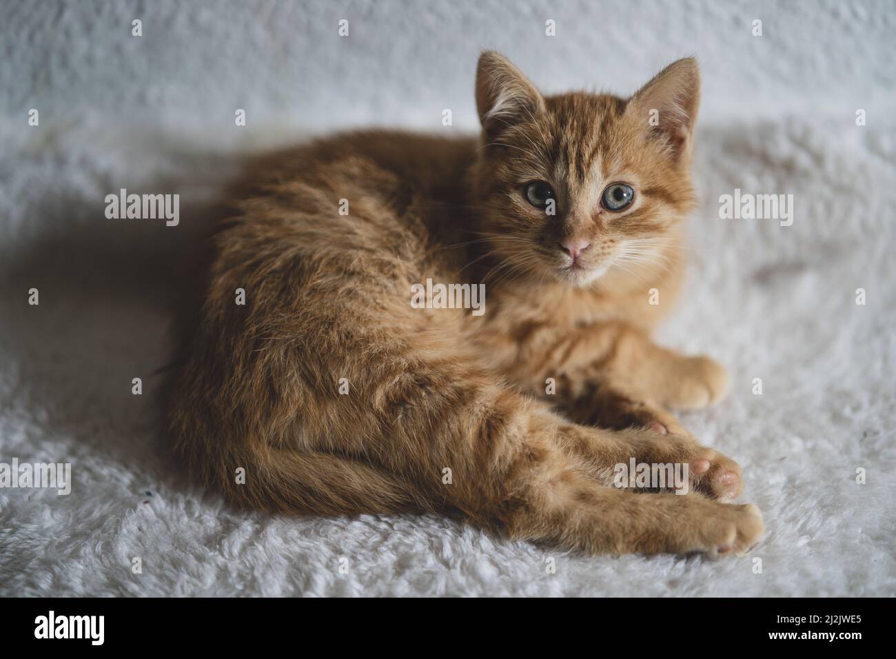 Un primo piano del piccolo gattino di zenzero che si posa sul morbido tappeto in camera Foto Stock