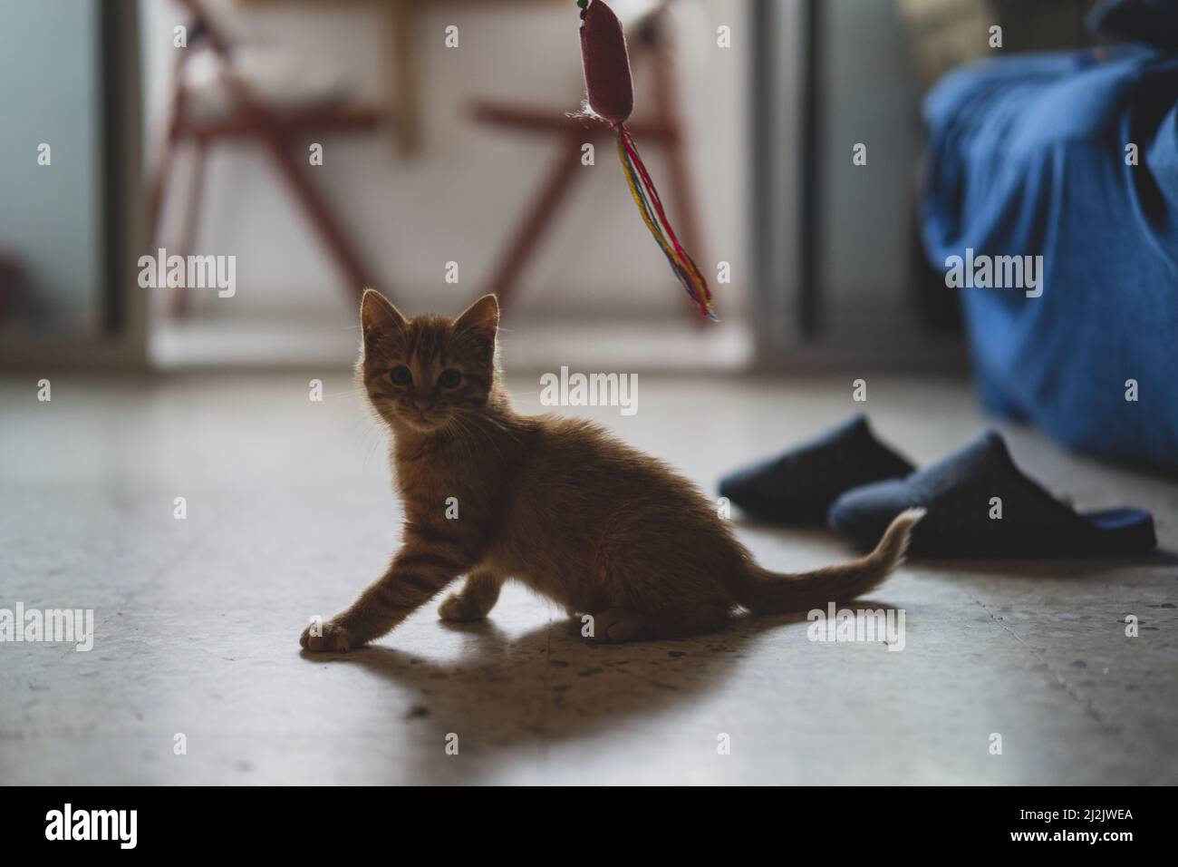 Un primo piano del piccolo ginger kitty che gioca nella stanza Foto Stock