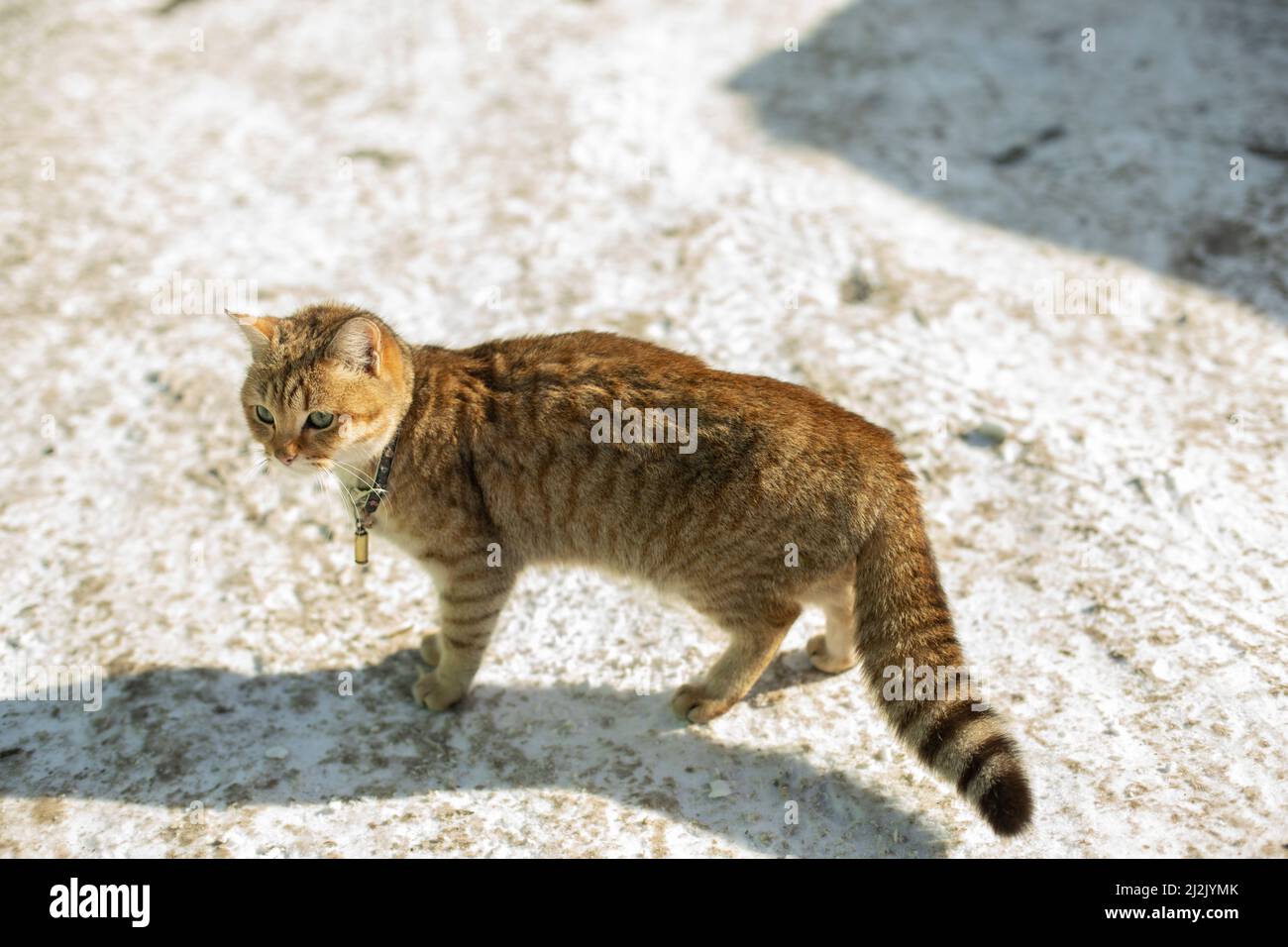 Gatto vagare fuori in inverno. Animali domestici senza proprietario. Gatto carino abbandonato. Foto Stock