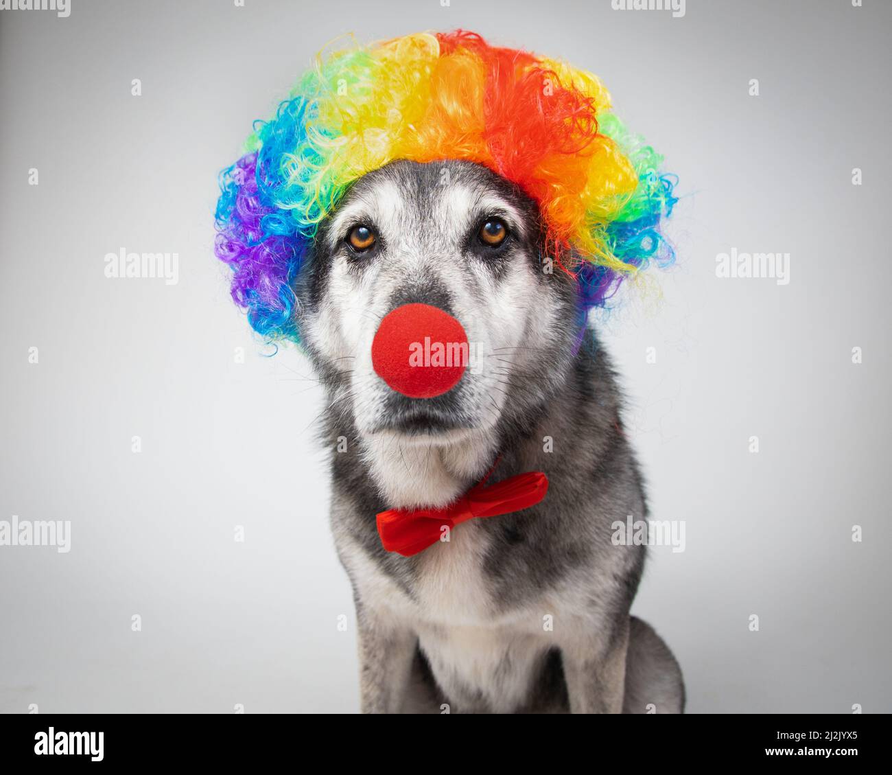 Ritratto di un Husky australiano che indossa un naso clown, parrucca multicolore e cravatta ad arco Foto Stock