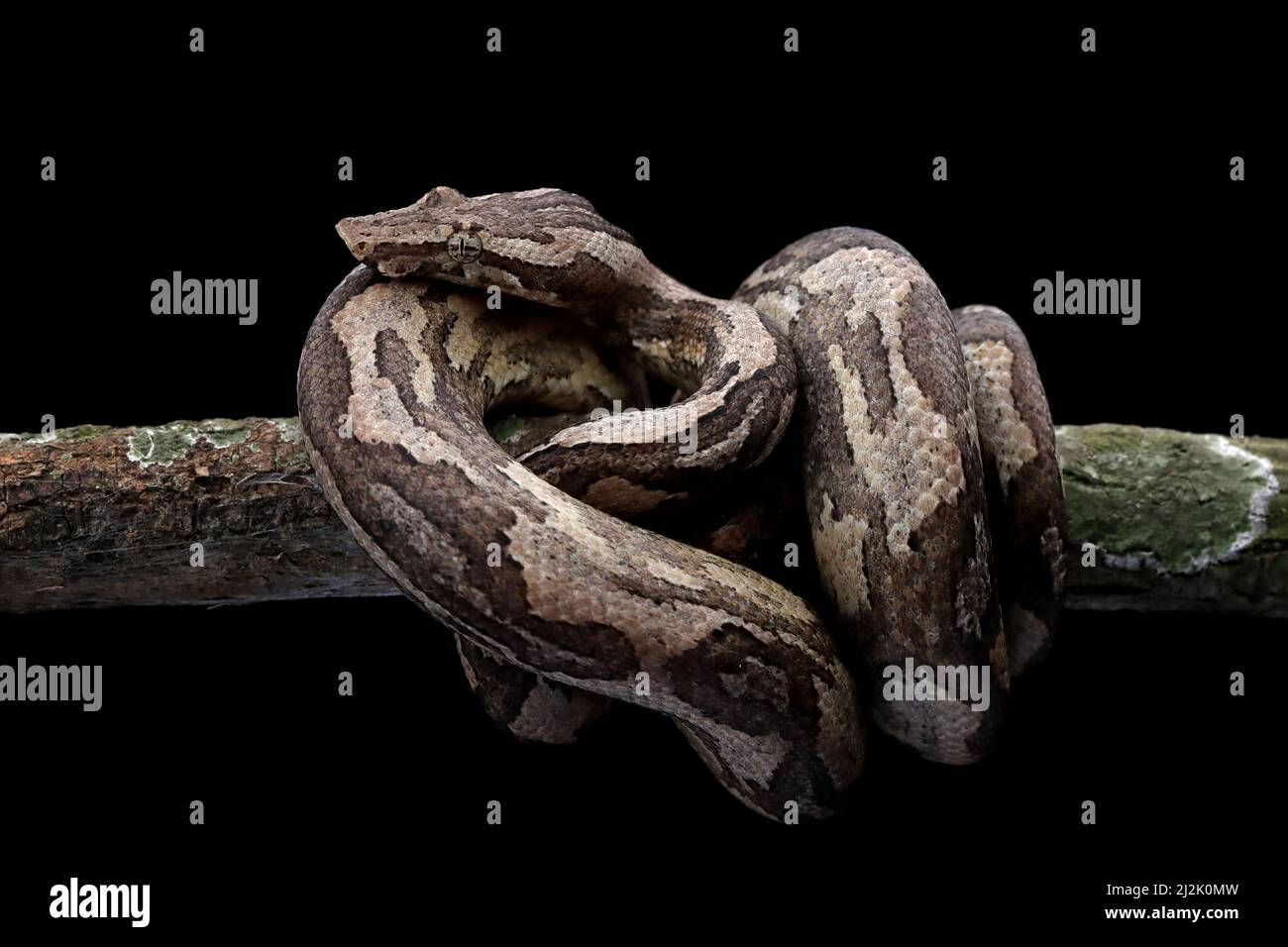 Primo piano di un serpente di boa di terra avvolto in una palla intorno ad un ramo d'albero, Indonesia Foto Stock