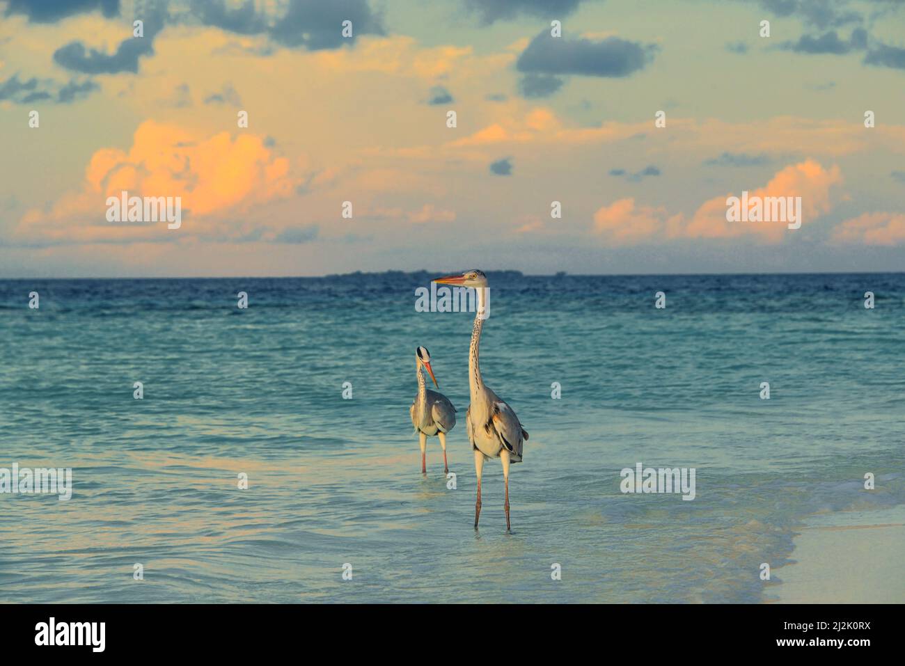 Due aironi blu che camminano in shallows, Maldive Foto Stock