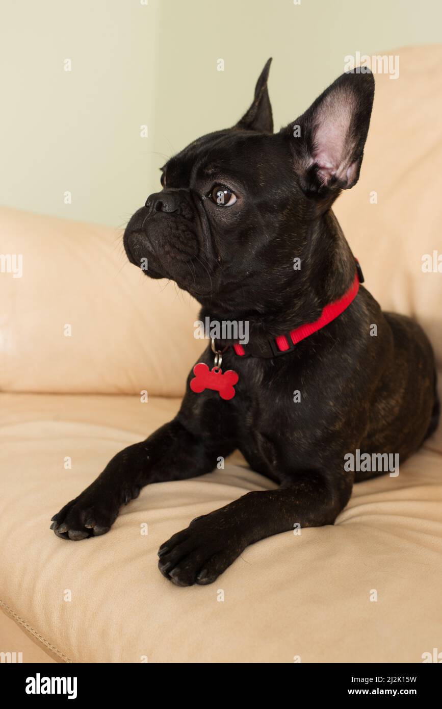 Primo piano di un Bulldog francese nero seduto su un divano in pelle Foto Stock Primo piano di un Bulldog francese nero seduto su un divano in pelle Foto Stock