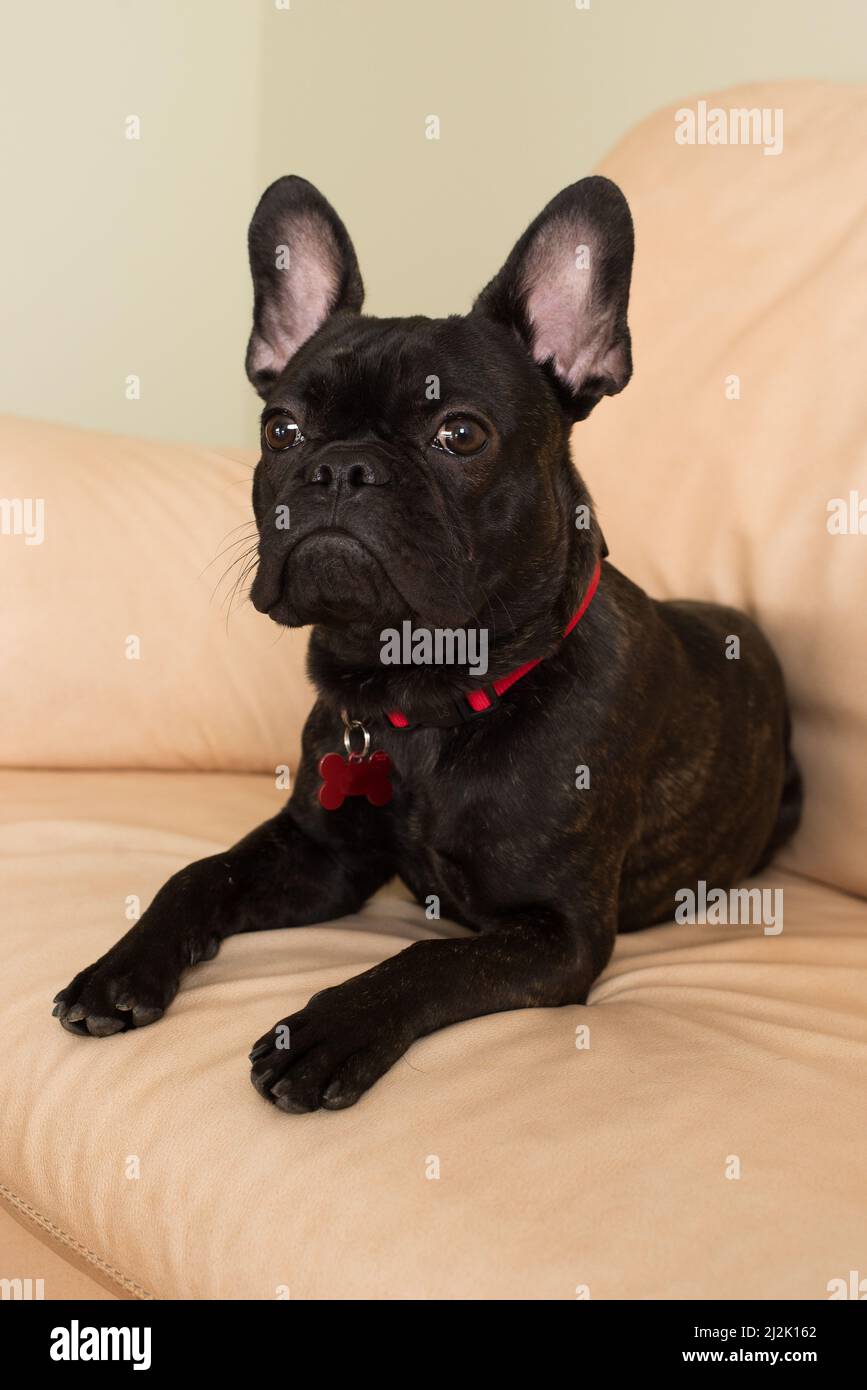 Primo piano di un Bulldog francese nero adagiato su un divano in pelle Foto Stock Primo piano di un Bulldog francese nero adagiato su un divano in pelle Foto Stock