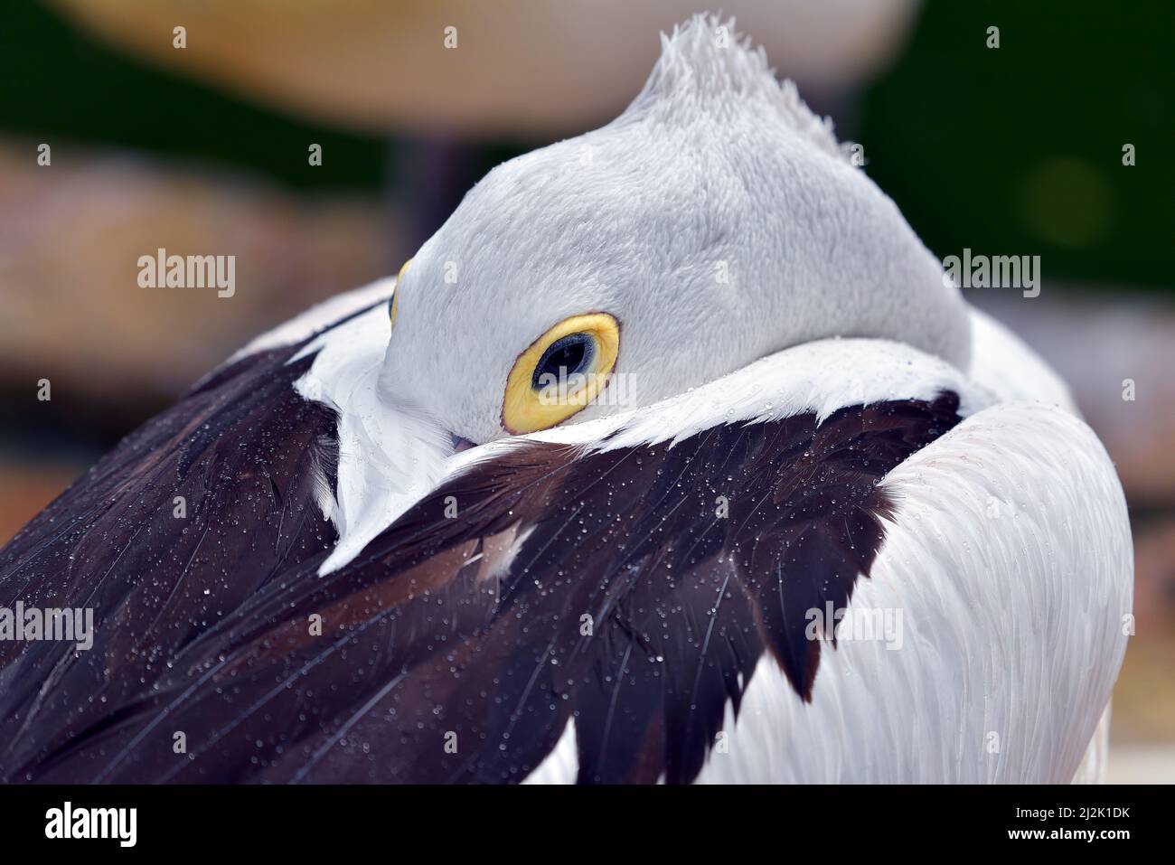 Primo piano di un pellicano australiano con la sua testa annidata nelle sue ali, Indonesia Foto Stock