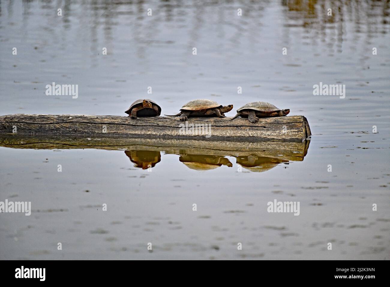La tartaruga dello Stagno occidentale - Actinemys marmorata Foto Stock