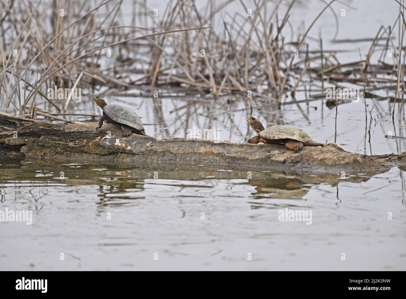 La tartaruga dello Stagno occidentale - Actinemys marmorata Foto Stock