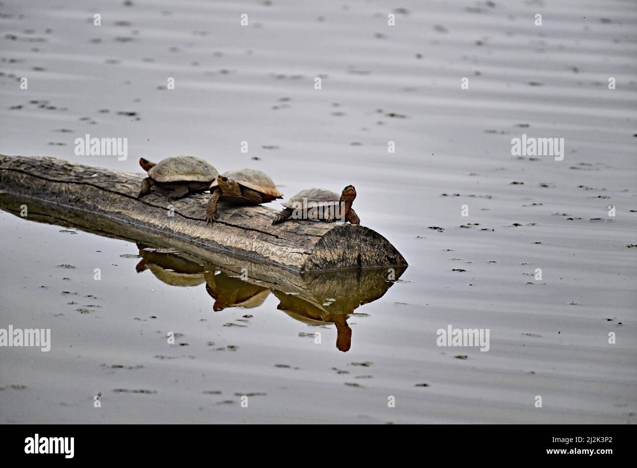 La tartaruga dello Stagno occidentale - Actinemys marmorata Foto Stock