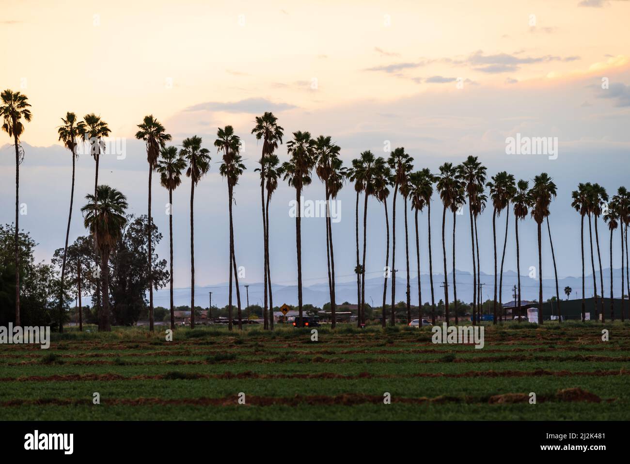 Alberi di palma su Litchfield Road vicino Olive Avenue a Waddell, Arizona Foto Stock