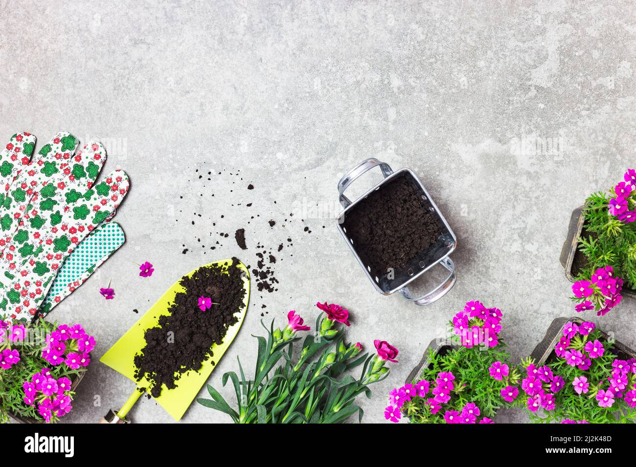 Attrezzi da giardino, terreno e fiori rosa su un tavolo di pietra grigia. Primavera nel giardino concept sfondo con spazio libero di testo (vista dall'alto, piatto). Foto Stock