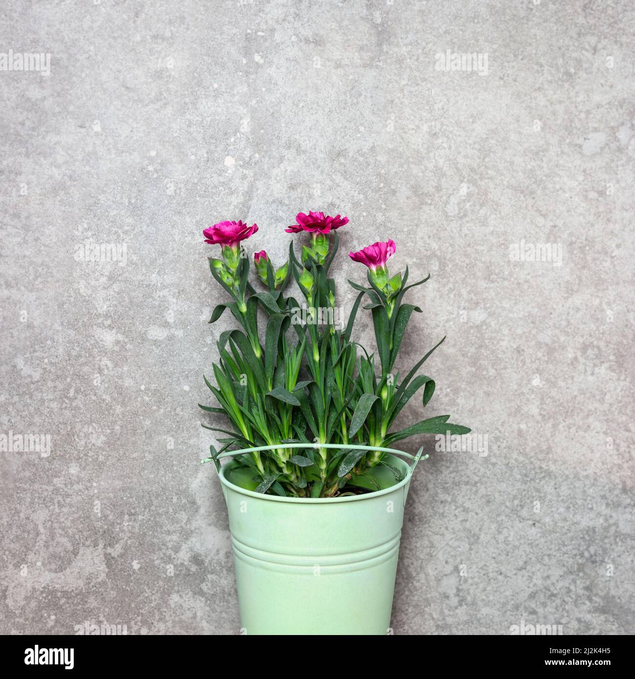 Fiori di primavera in un secchio di metallo verde su sfondo di pietra. Primavera nel giardino concetto. Foto Stock