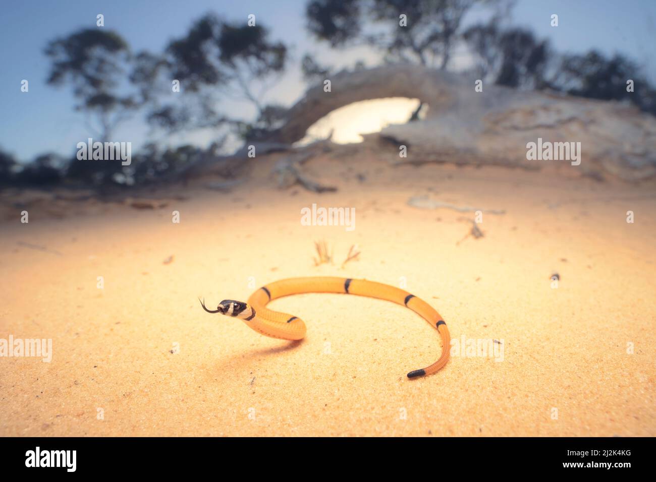 Serpente marrone anellato (Pseudonaja modesta) in Outback, Australia Meridionale, Australia Foto Stock