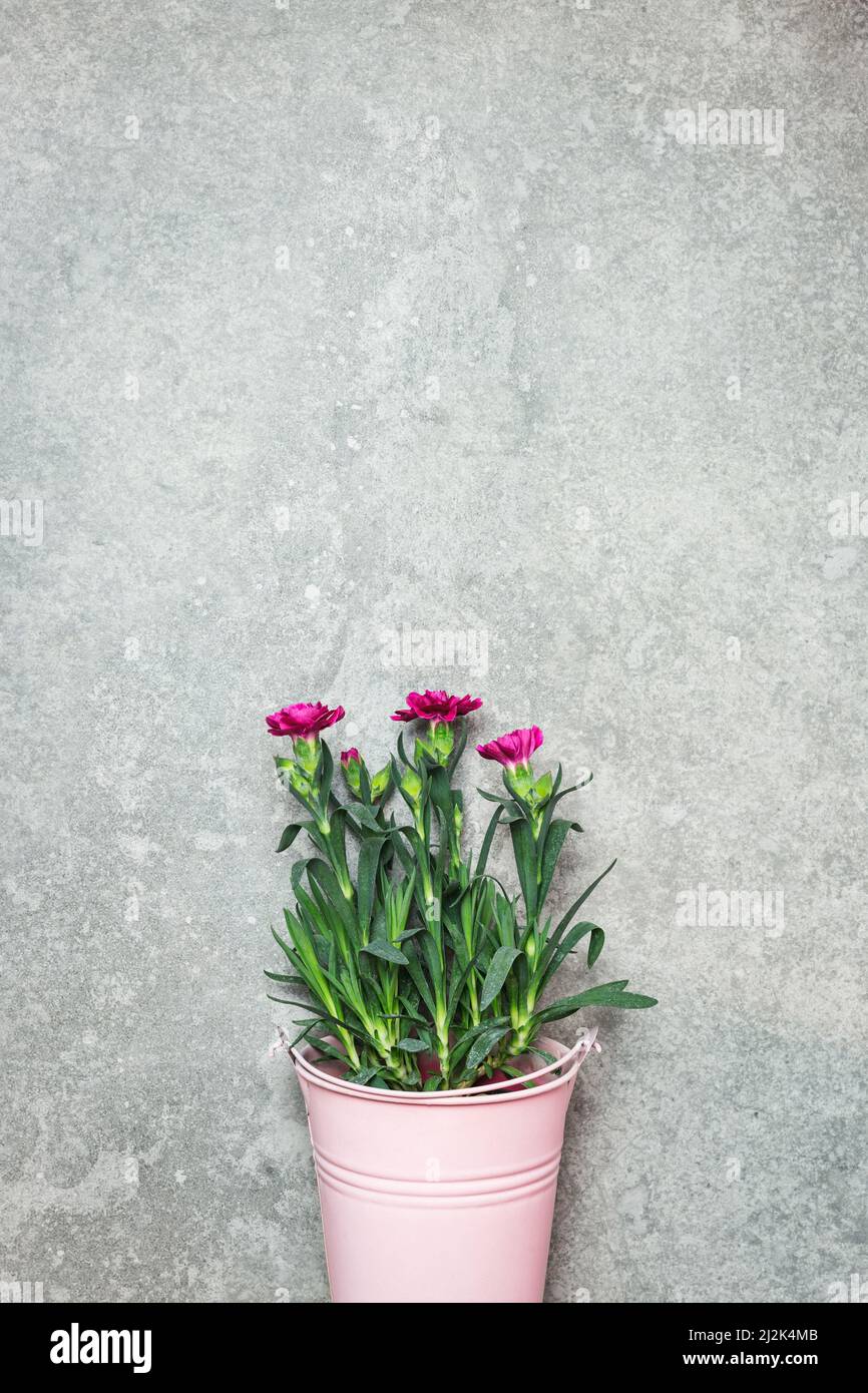 Fiori di primavera in un secchio di metallo rosa su sfondo di pietra. Primavera nel giardino concetto. Foto Stock