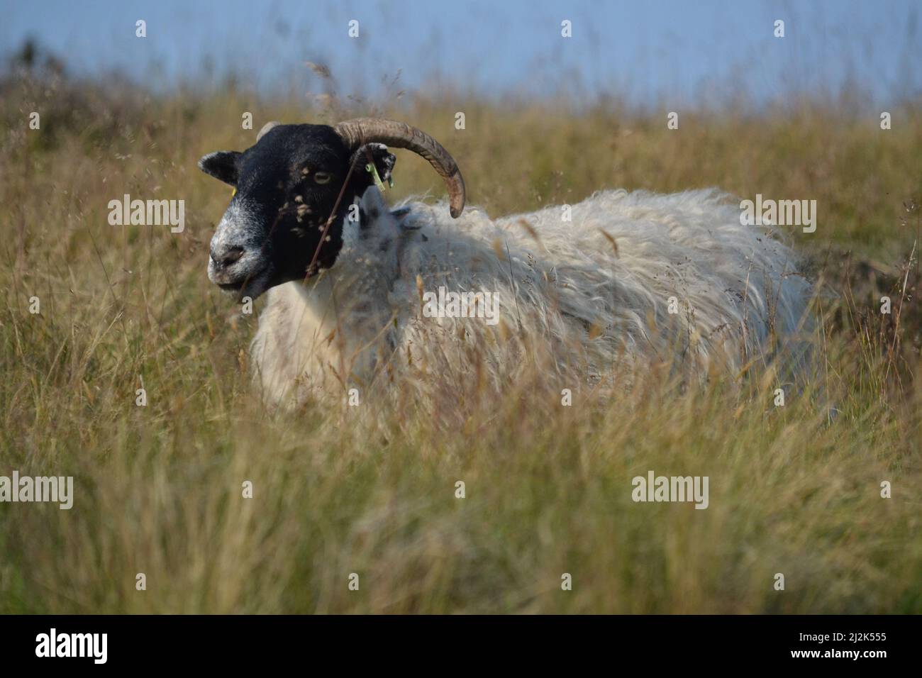 Una pecora selvaggia sulle brughiere di North York in Un giorno di sole - pecora di faccia nera con corna - animale di Moorland - erba lunga - Yorkshire - Regno Unito Foto Stock