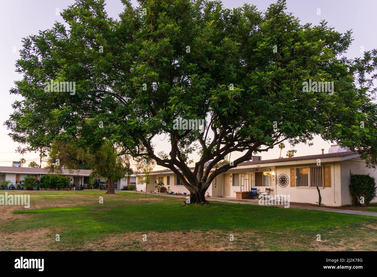 Grande albero di fronte alle case di città di metà secolo a Sun City, Arizona, U.S.A. Foto Stock