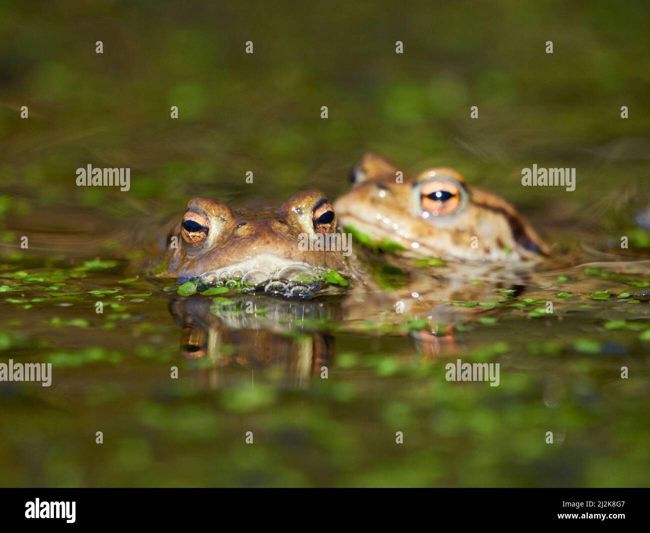 Primo piano di Common Toads (Bufo bufo) in acqua durante la stagione di allevamento nelle Highlands scozzesi, Regno Unito Foto Stock