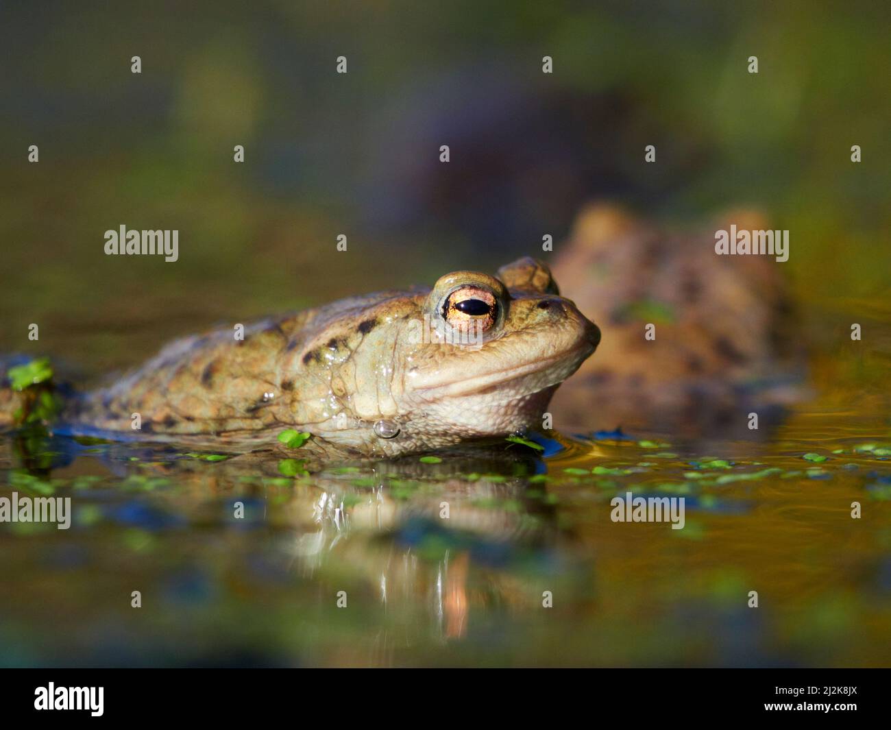 Primo piano di Common Toads (Bufo bufo) in acqua durante la stagione di allevamento nelle Highlands scozzesi, Regno Unito Foto Stock