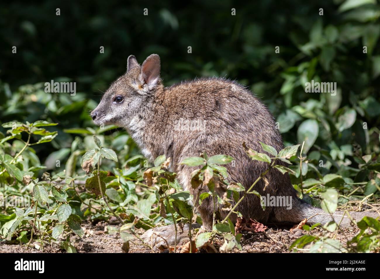 Parmense wallaby (Macropus parma) in cespuglio Foto Stock