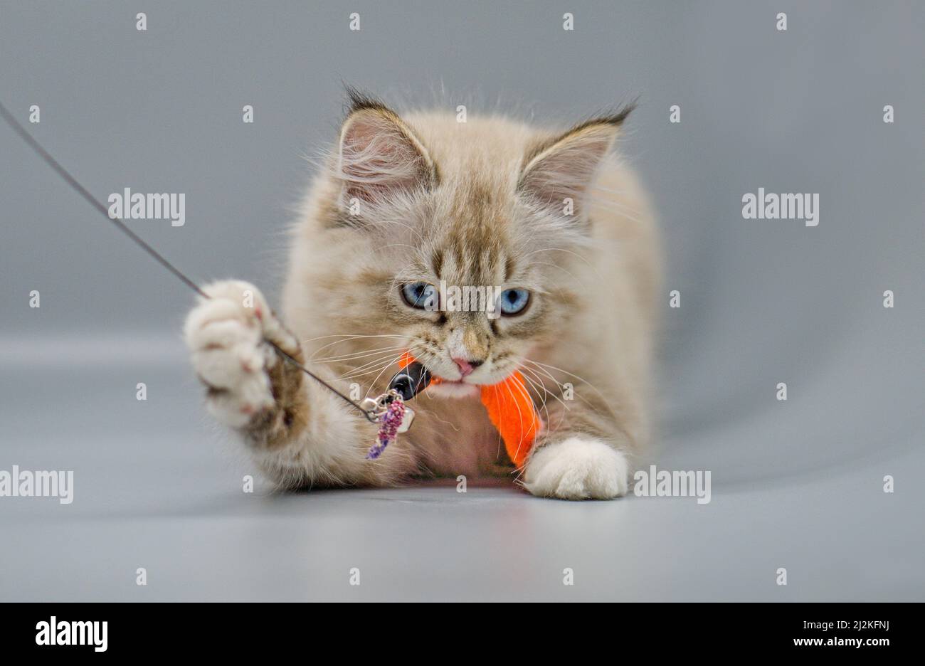 Nava Masquarade gattina su sfondo grigio Foto Stock