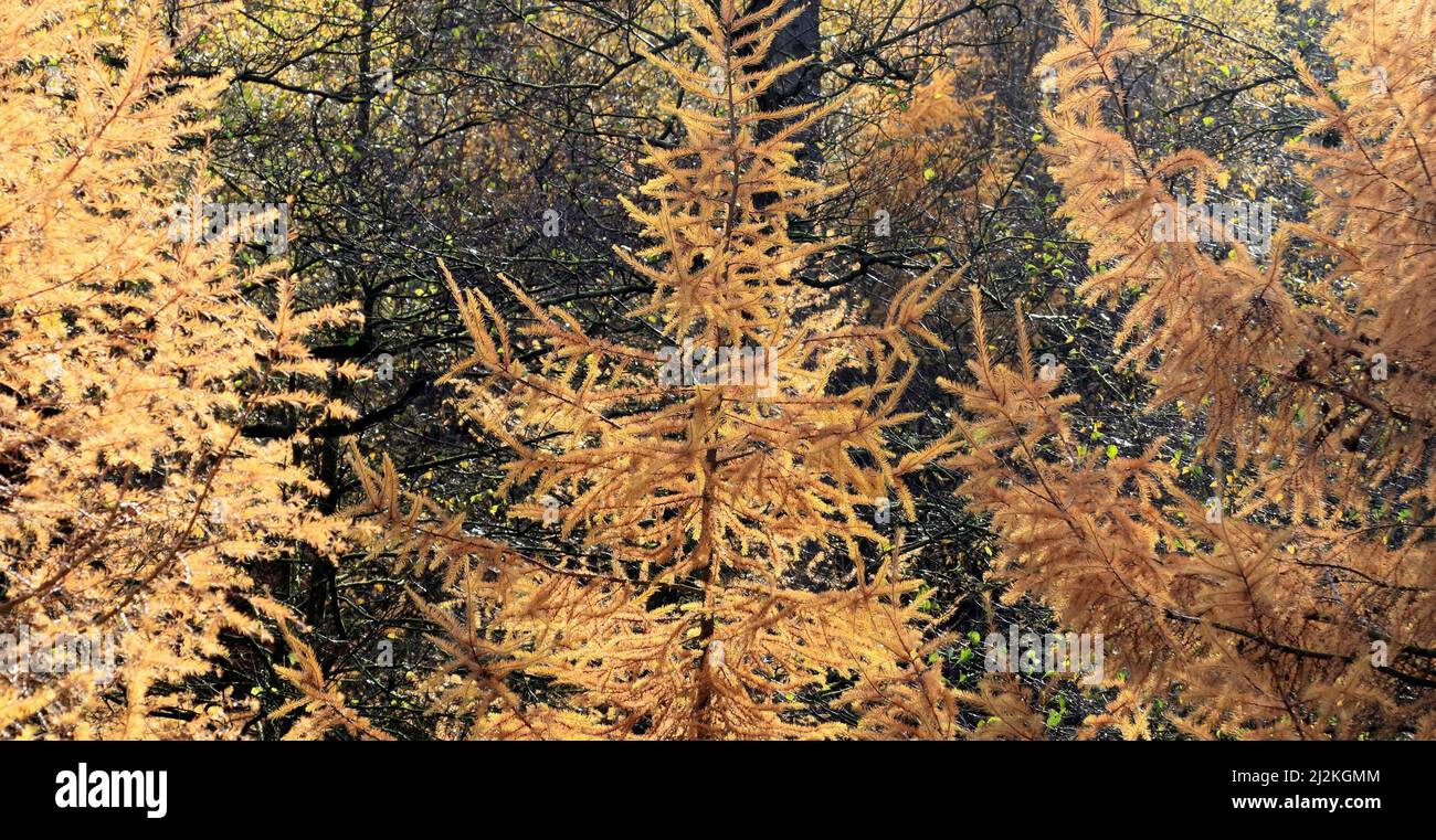 Primo piano di Larice albero, un conifere deciduo nella foresta di Cannock Chase. Il nome latino è Larix occidentalis mostra una splendida vegetazione dorata Foto Stock