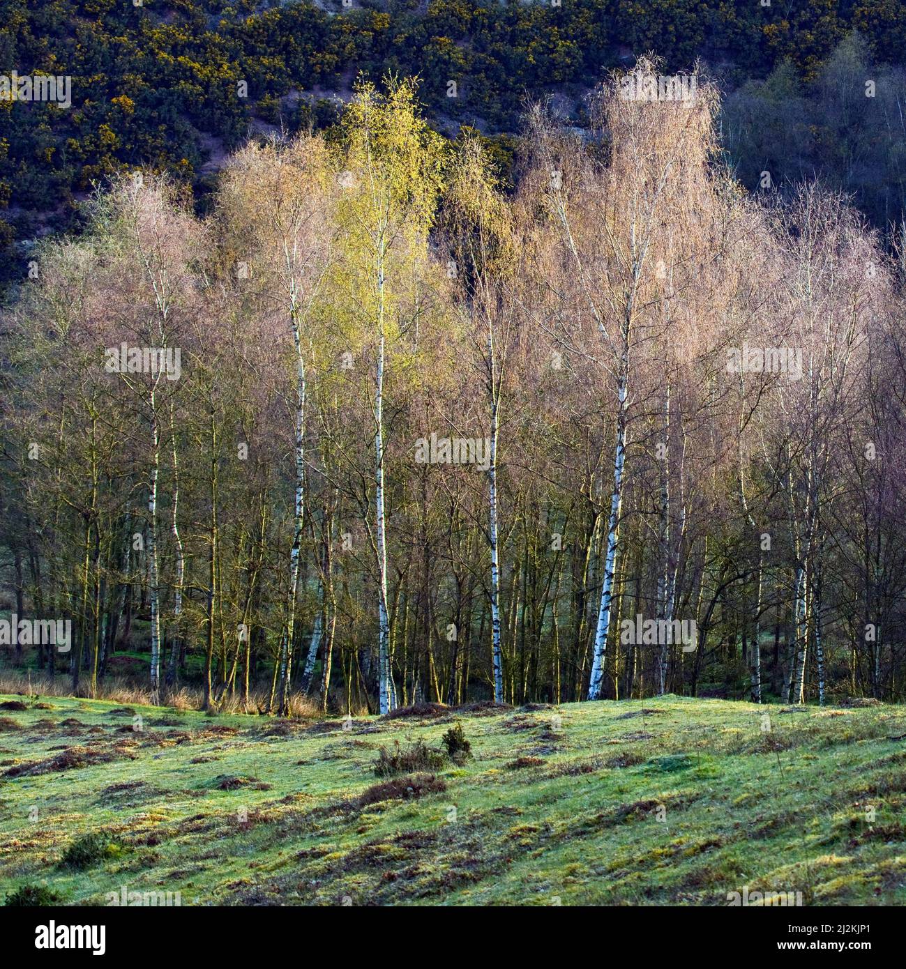 Copse di alberi di betulla vecchia cava Cannock Chase Area di straordinaria bellezza naturale in primavera Staffordshire Foto Stock Copse di alberi di betulla vecchia cava Cannock Chase Area di straordinaria bellezza naturale in primavera Staffordshire Foto Stock